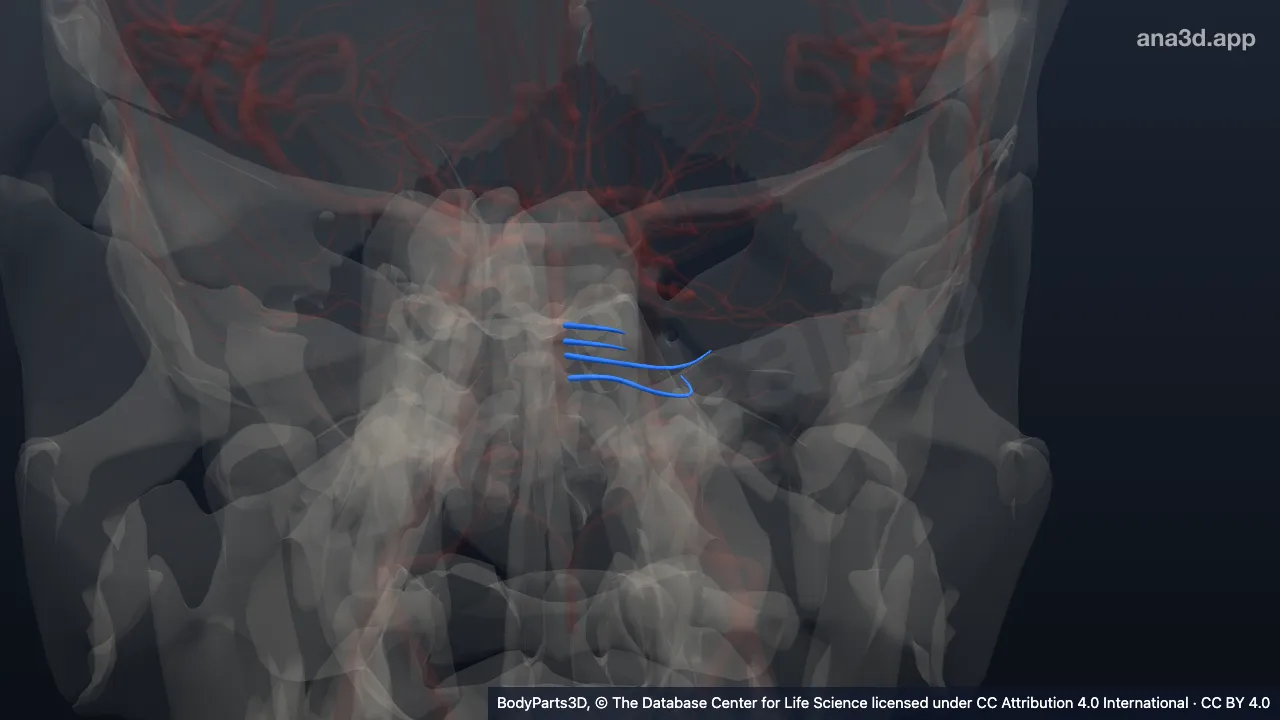 3D model: left pontine artery