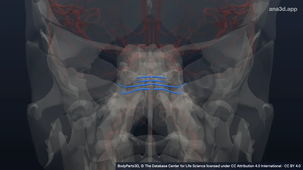 3D-Modell: Ast der Arteria pontis