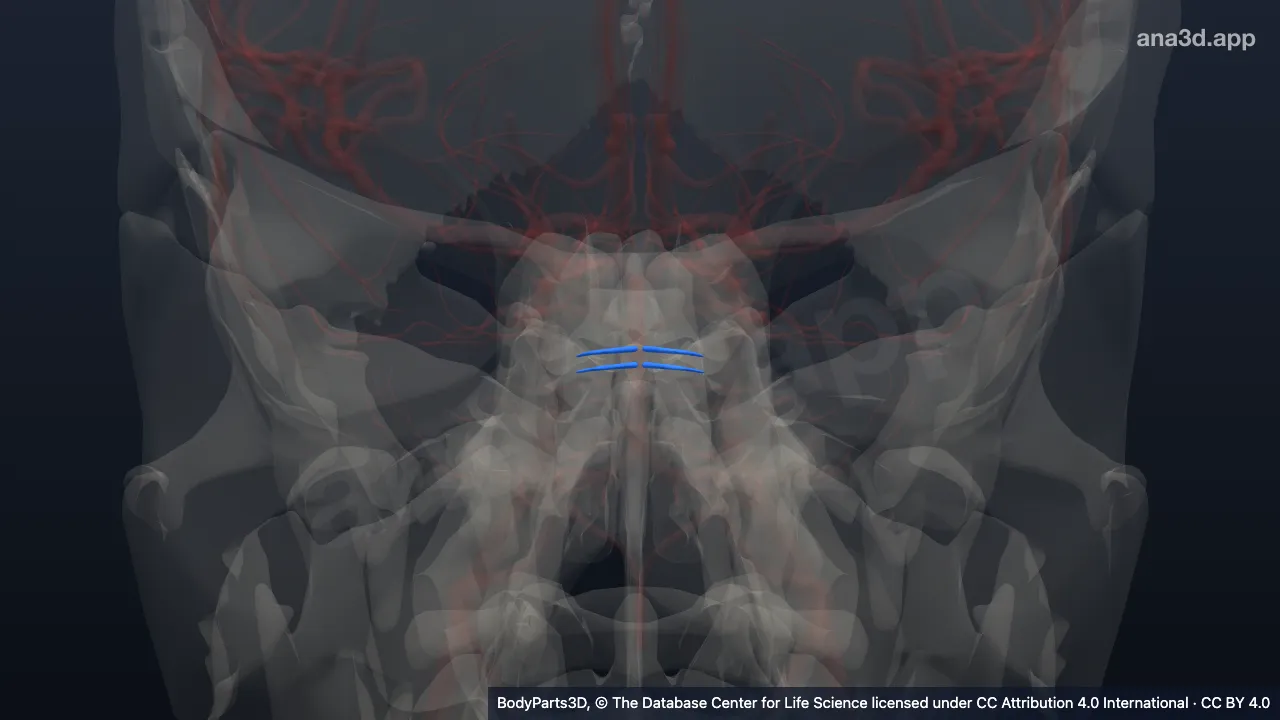 3D-Modell: Ramus medialis der Arteria pontis