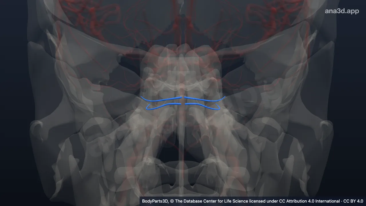 3D model: lateral branch of pontine artery