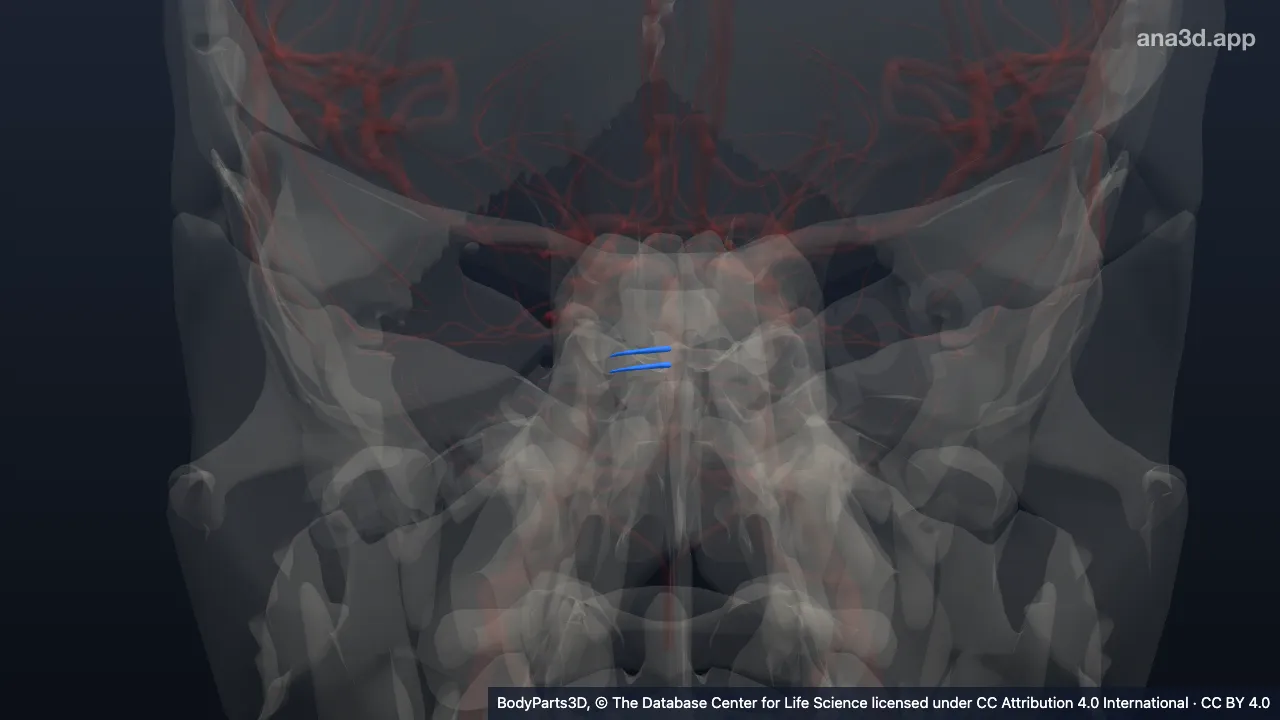 3D model: medial branch of right pontine artery