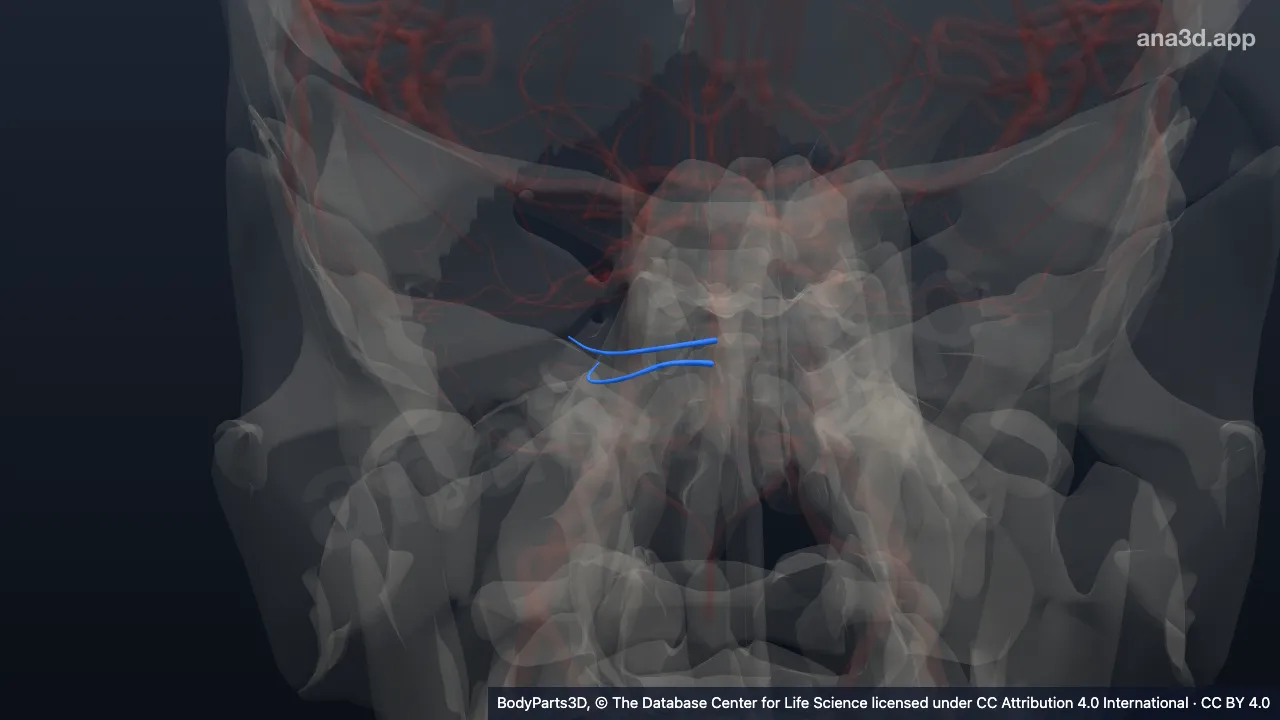 3D-Modell: Ramus lateralis der rechten Arteria pontis