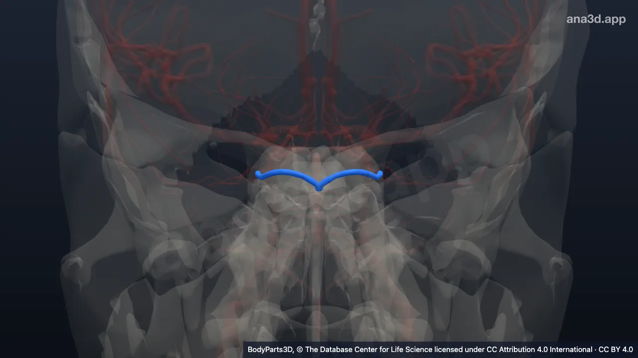 3D model: superior cerebellar artery