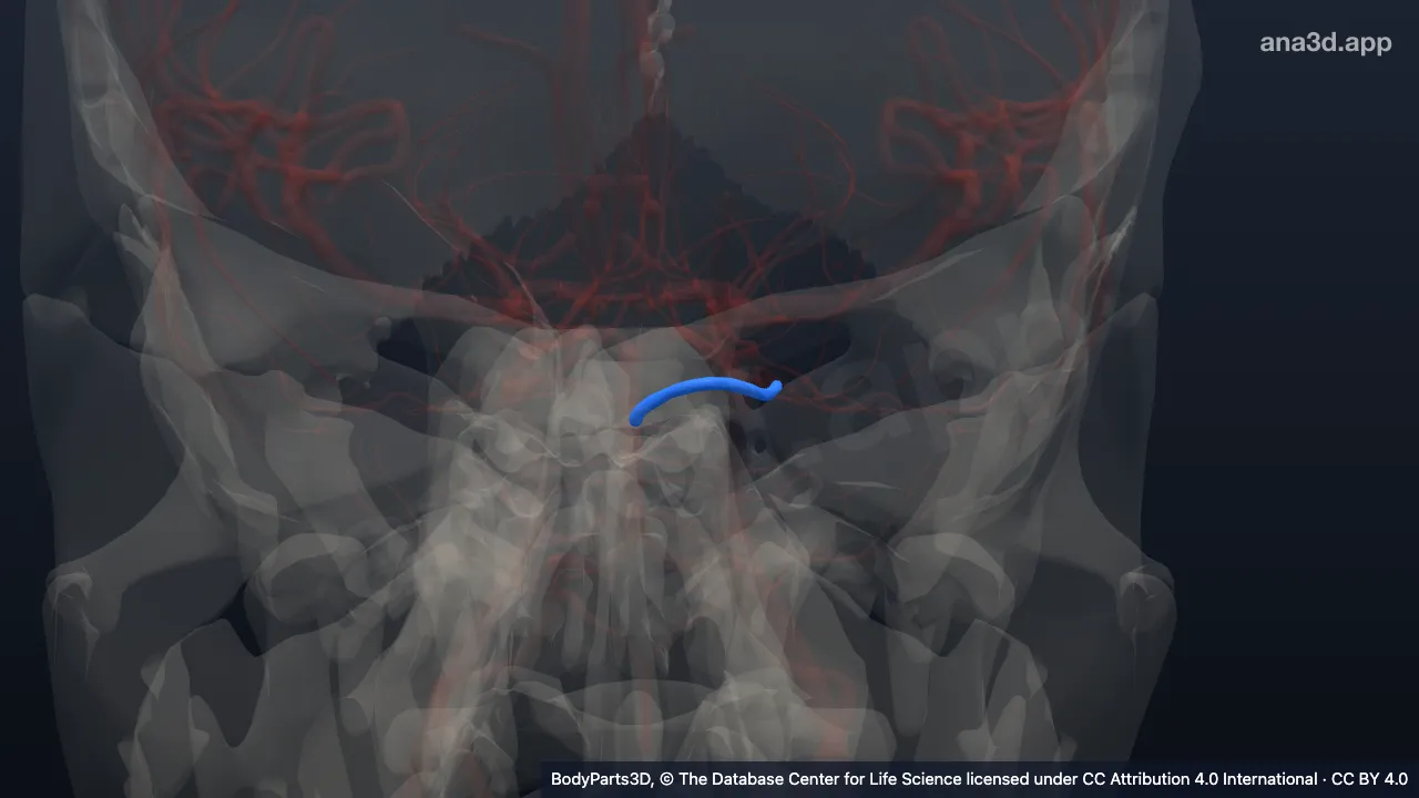 3D model: left superior cerebellar artery