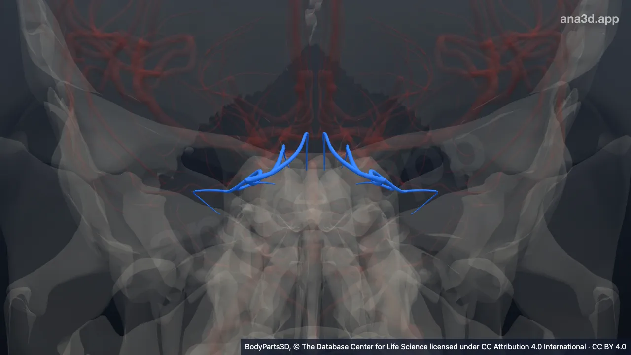 3D-Modell: Ast der Arteria cerebelli superior