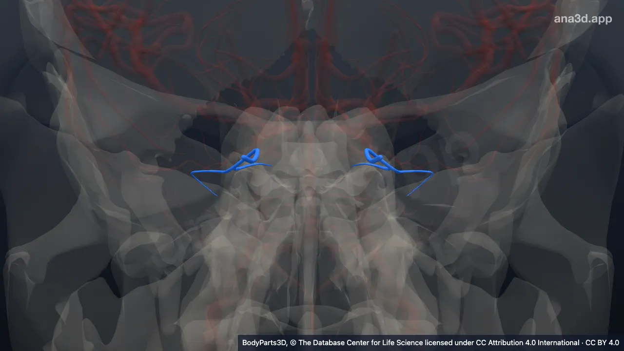 3D model: lateral superior cerebellar artery