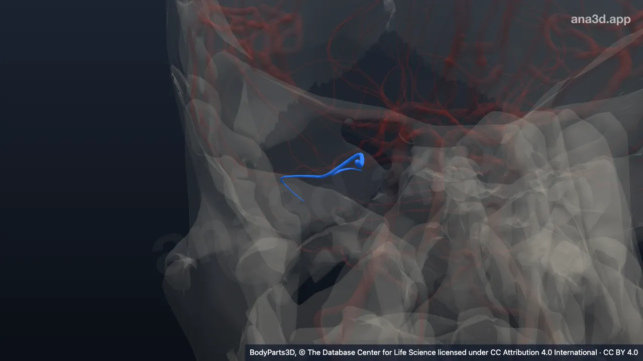3D model: lateral branch of right superior cerebellar artery