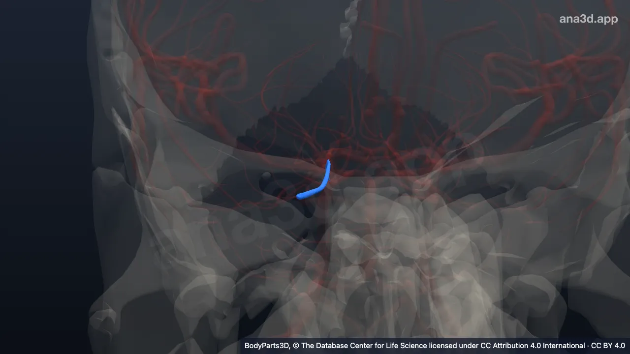 Model 3D: Cabang medial arteri serebeli superior kanan