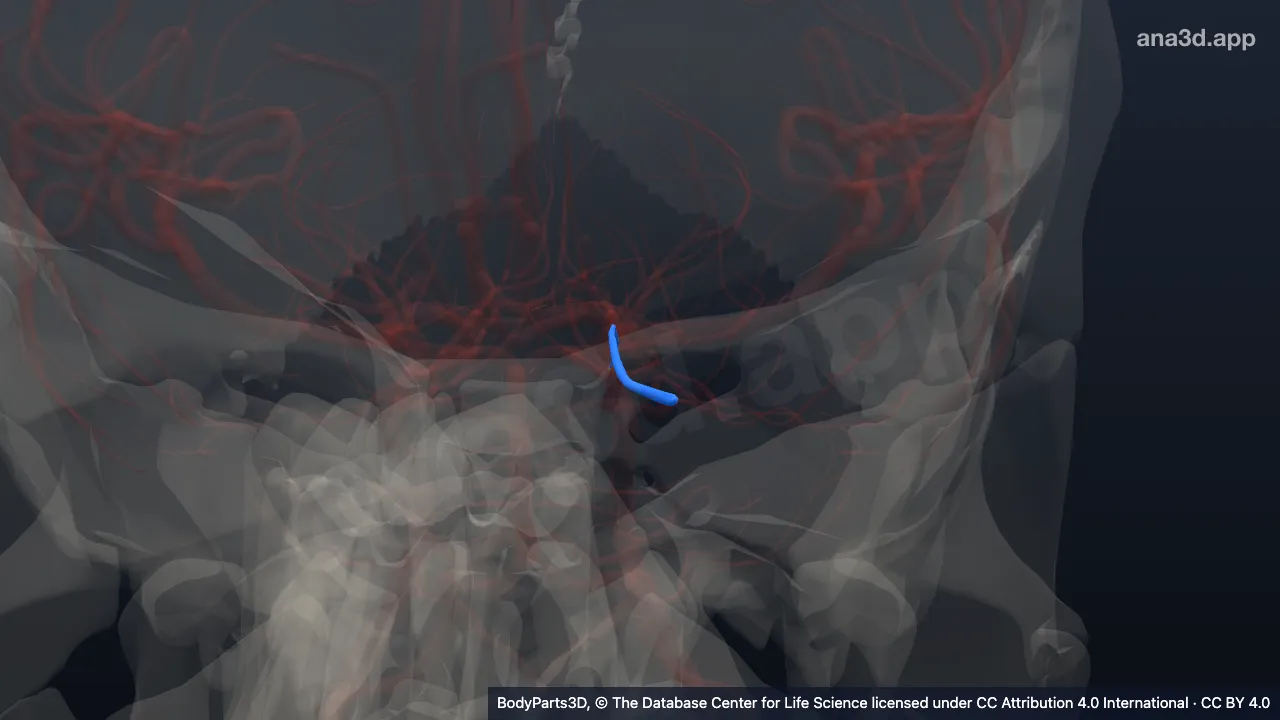 3D-Modell: Ramus medialis der linken Arteria cerebelli superior