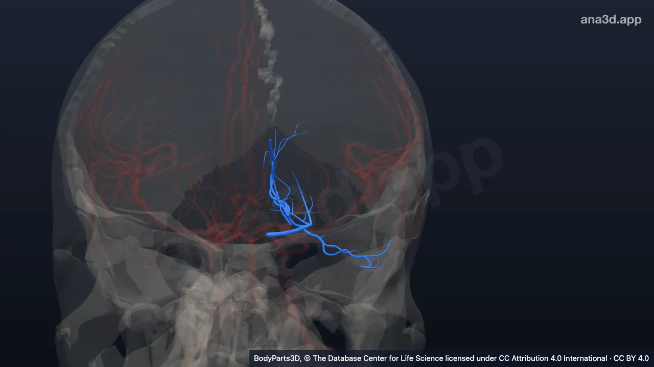 Modèle 3D : Artère cérébrale postérieure gauche