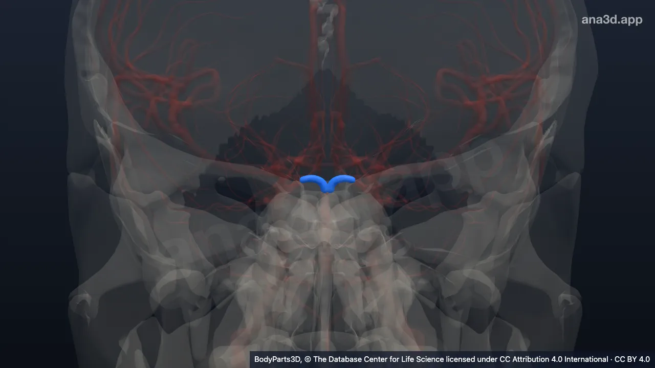 3D model: precommunicating part of posterior cerebral artery