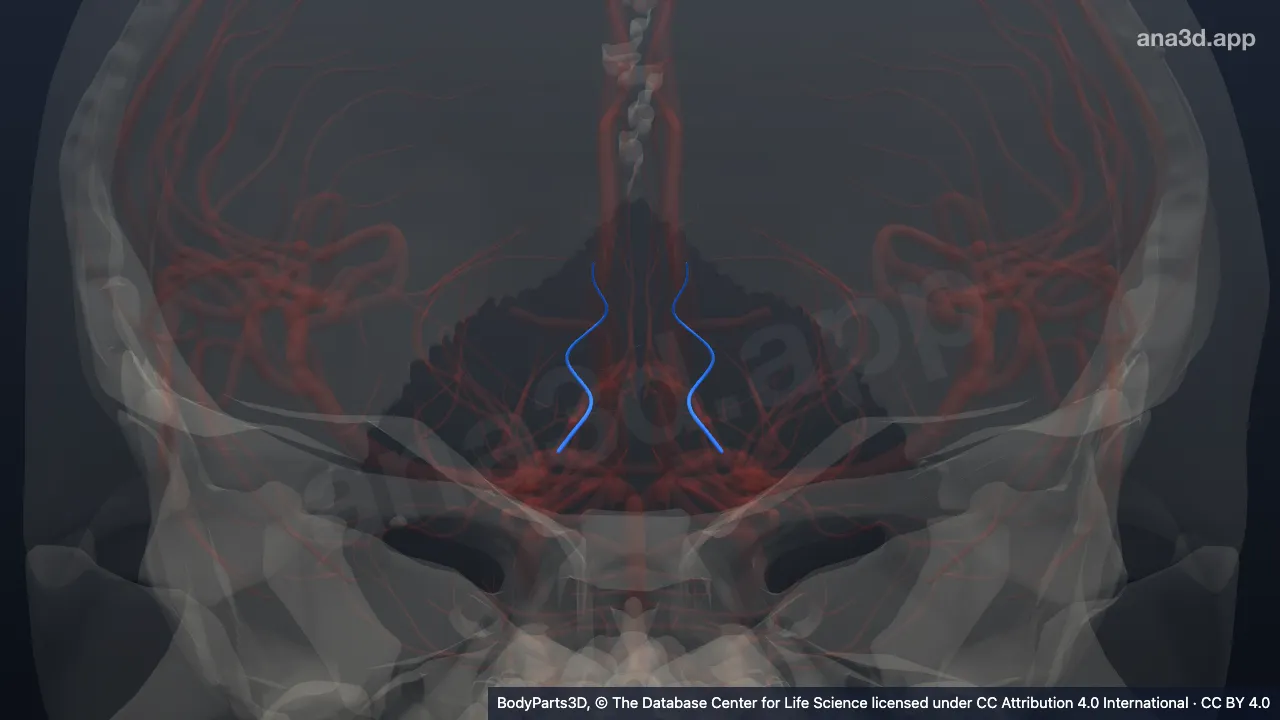 3D model: thalamoperforating artery