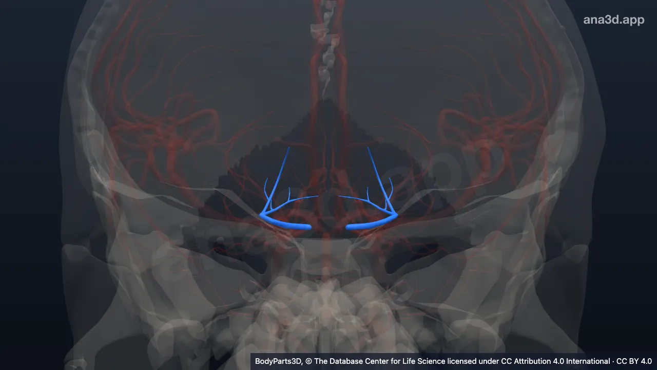 3D model: thalamogeniculate artery
