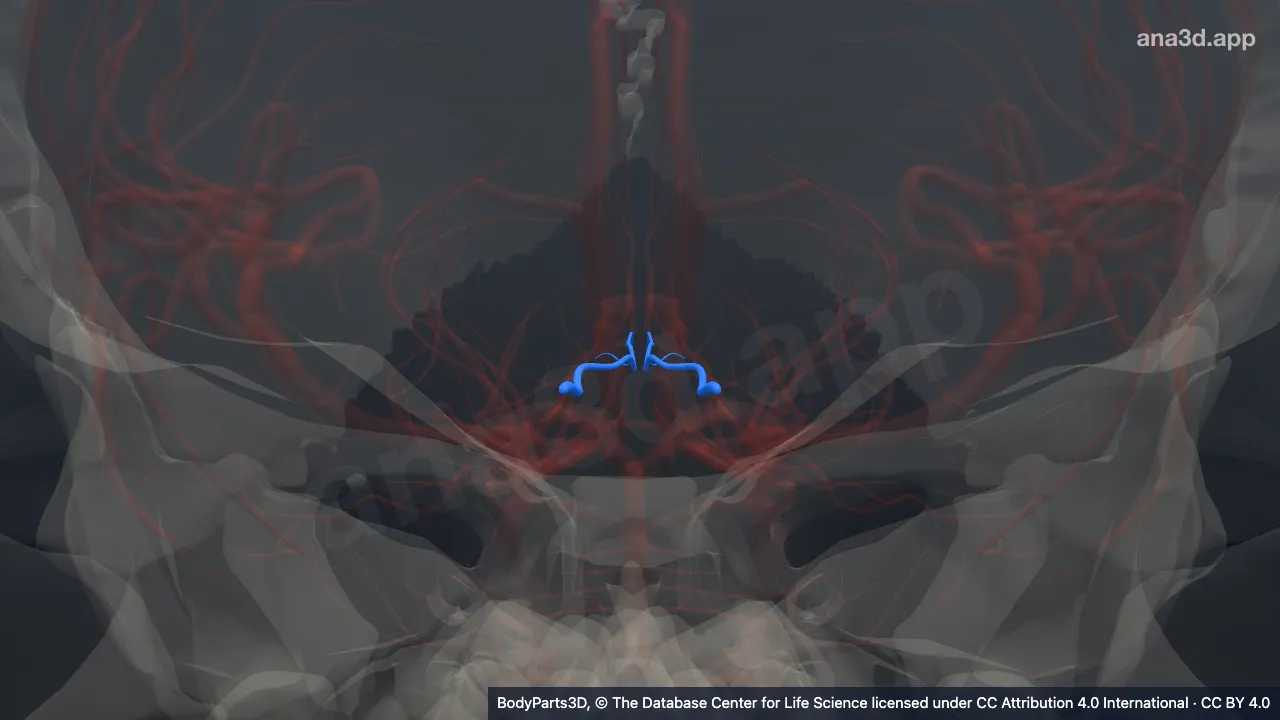3D model: lateral occipital artery