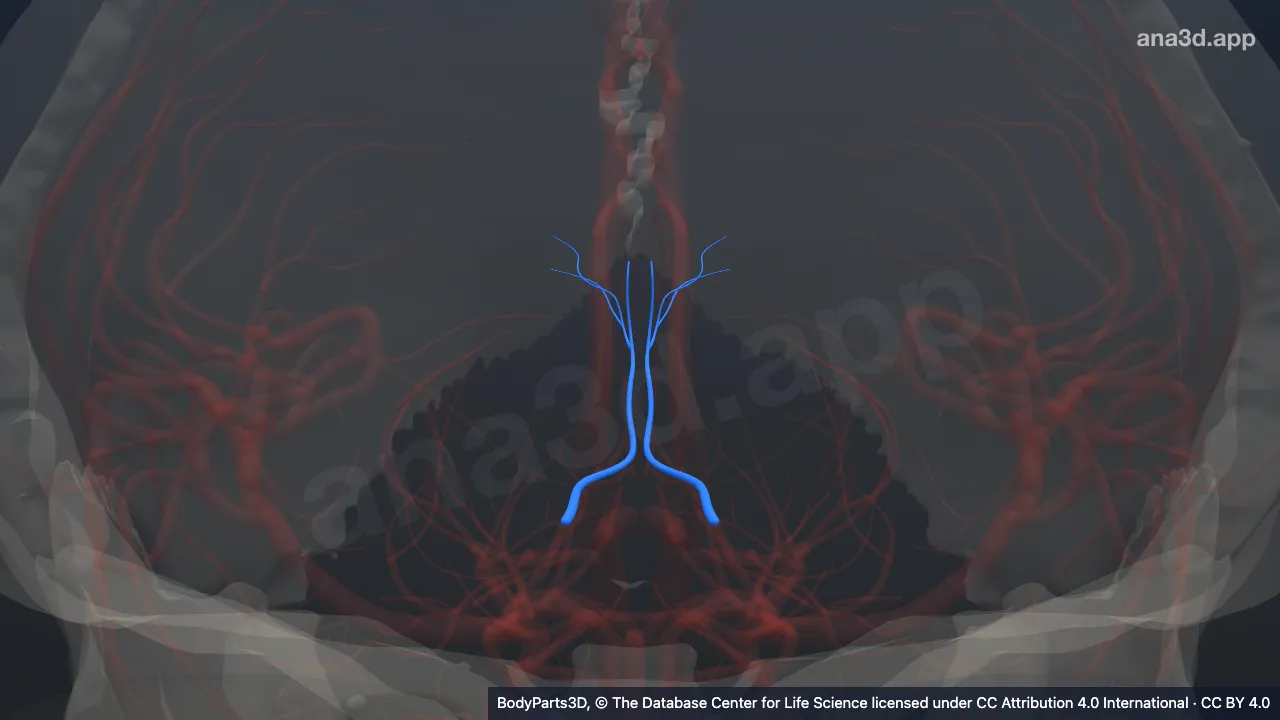 Modelo 3D: Arteria occipital medial