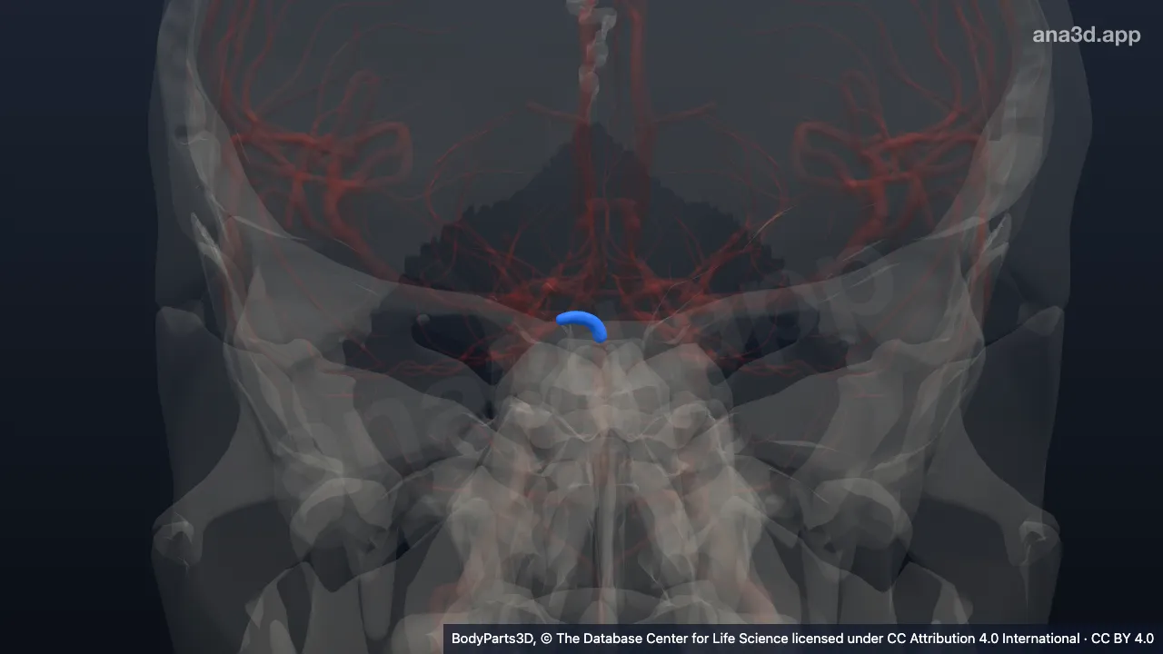 Model 3D: Bagian prekomunikans arteri serebri posterior kanan