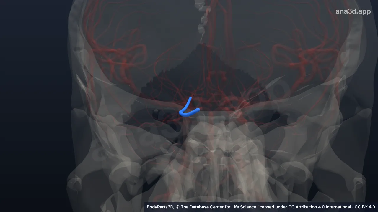 Model 3D: Bagian postkomunikans arteri serebri posterior kanan