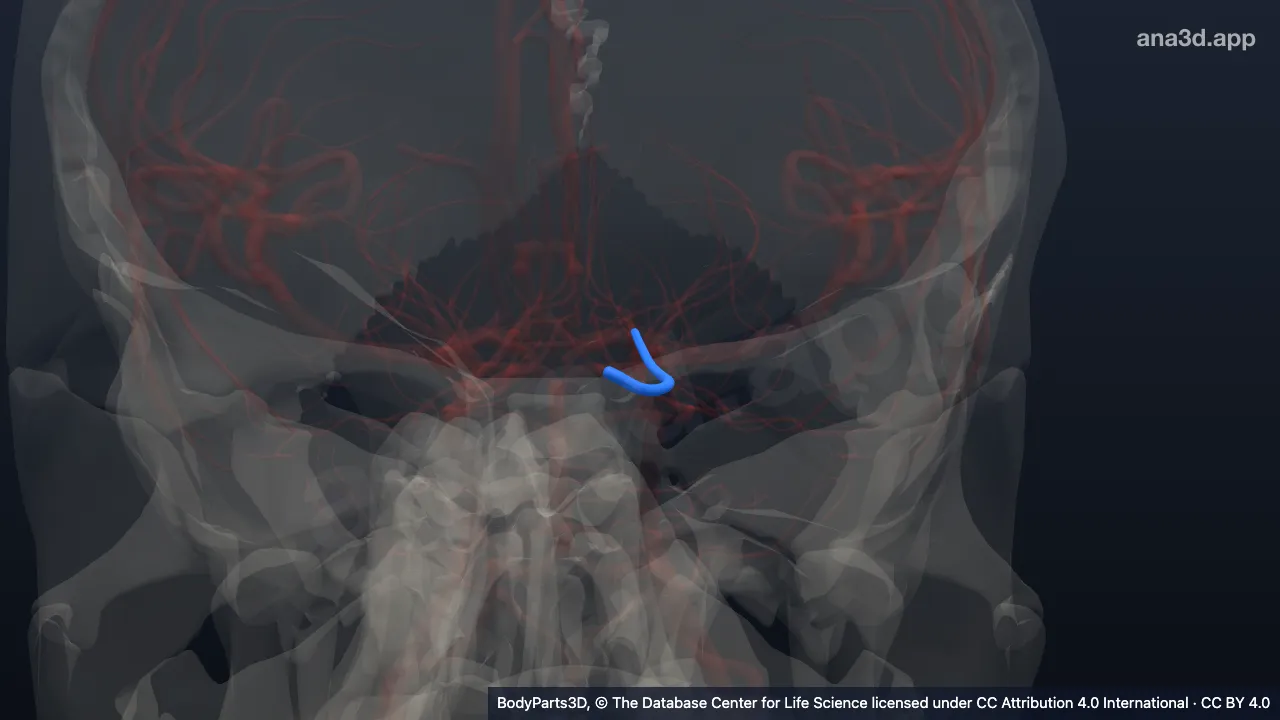 3D model: postcommunicating part of left posterior cerebral artery