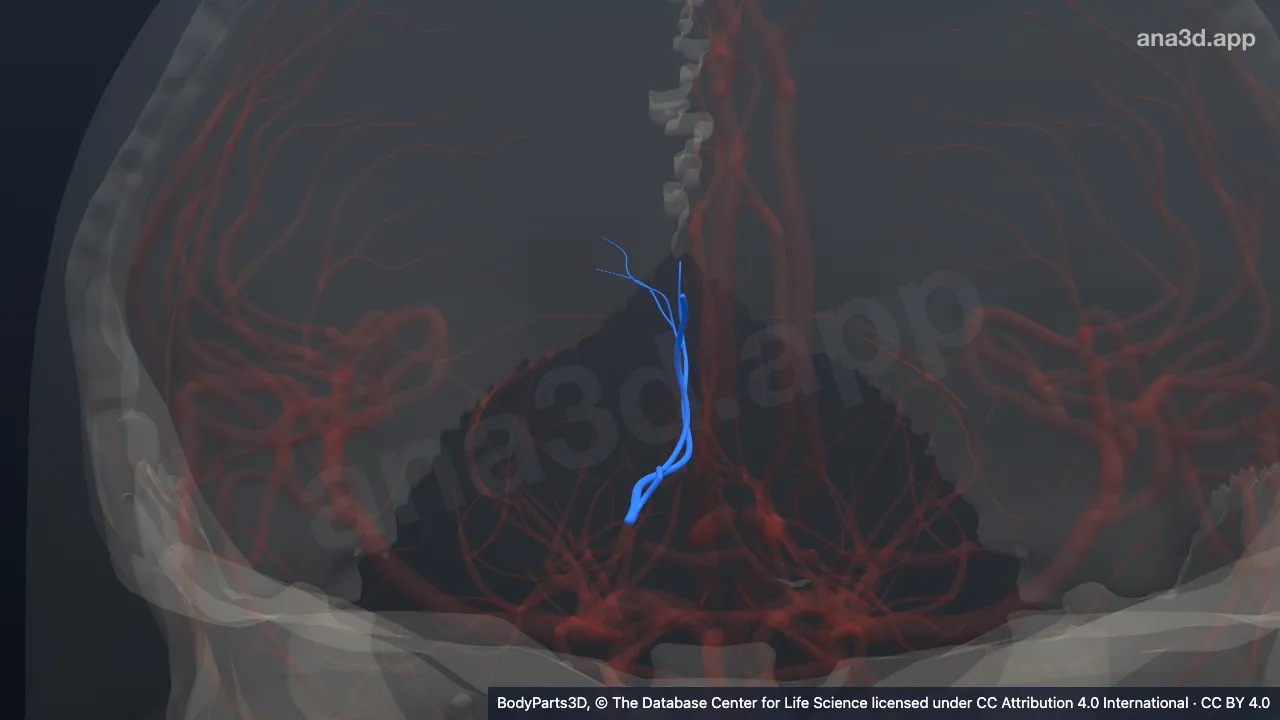 3D model: right medial occipital artery