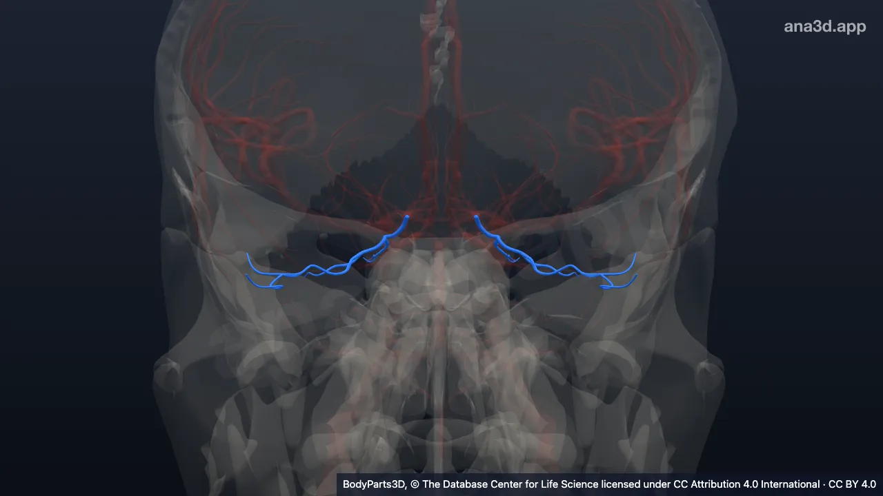 3D model: branch of lateral occipital artery