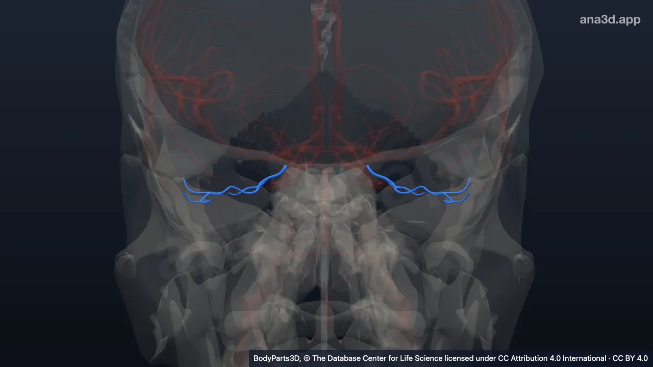 3D model: anterior temporal branch of lateral occipital artery