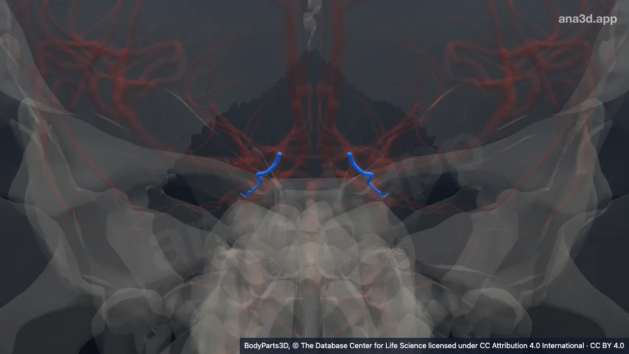 3D model: middle temporal branch of lateral occipital artery