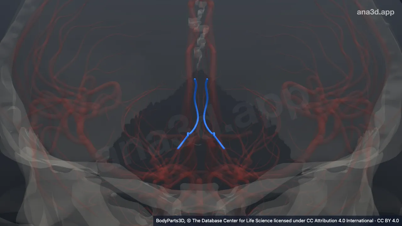 3D model: splenial artery