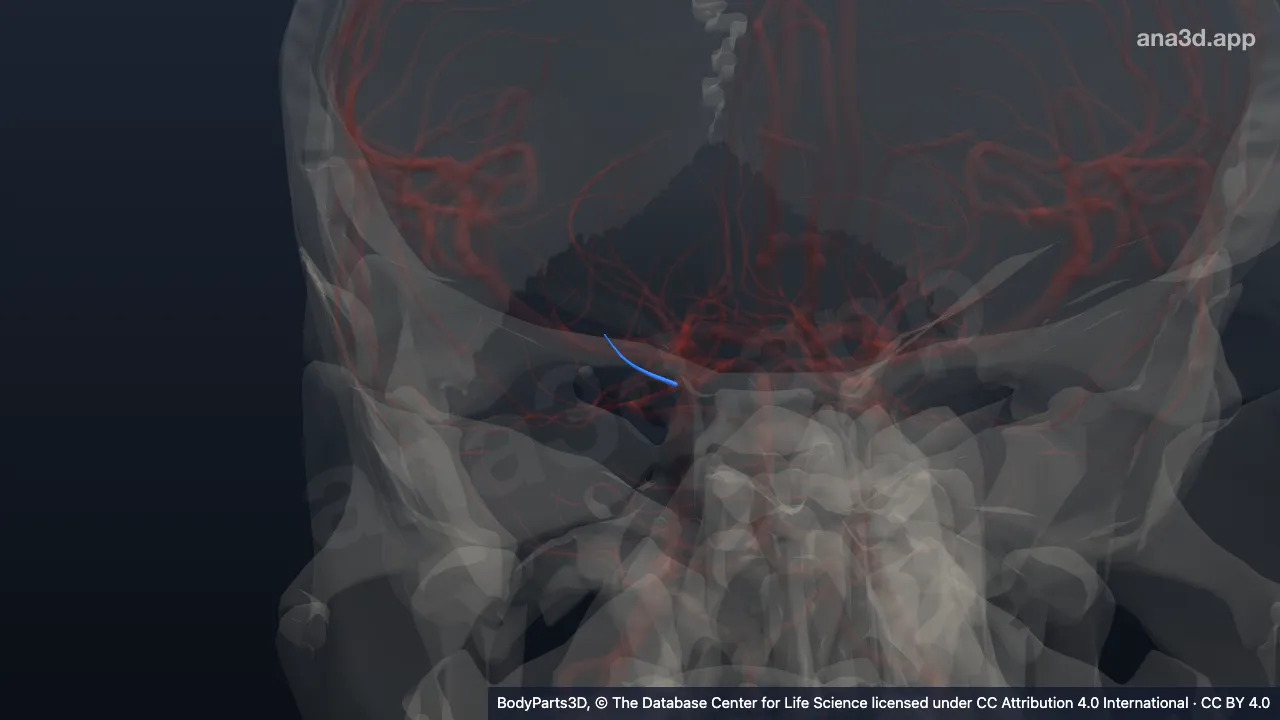 3D model: posteromedial central branch of right posterior cerebral artery