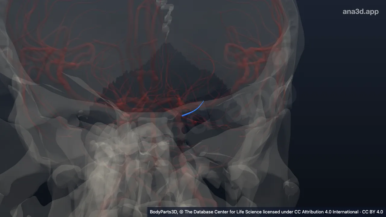 3D model: posteromedial central branch of left posterior cerebral artery