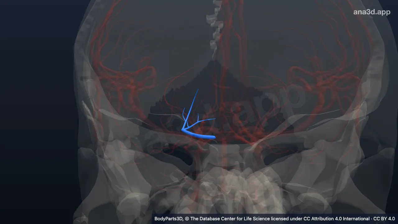 3D model: right thalamogeniculate artery