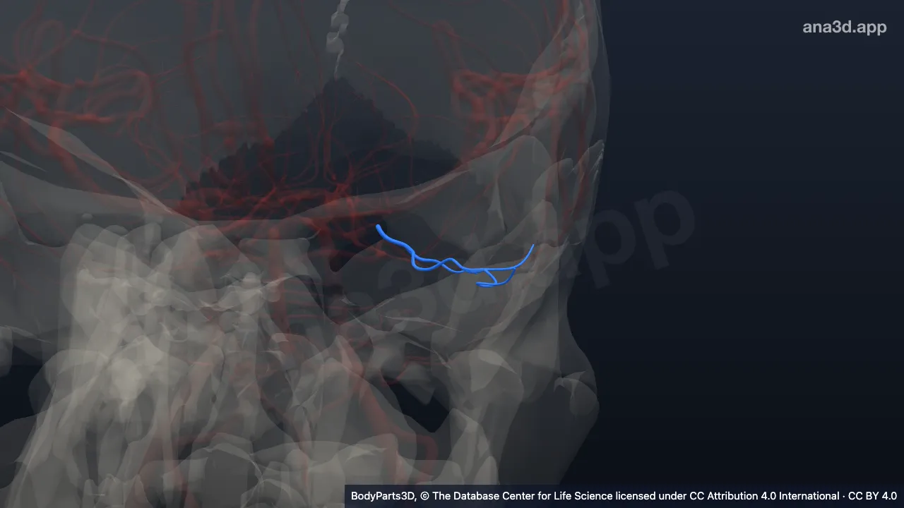 Modelo 3D: Rama temporal anterior de la arteria occipital lateral izquierda