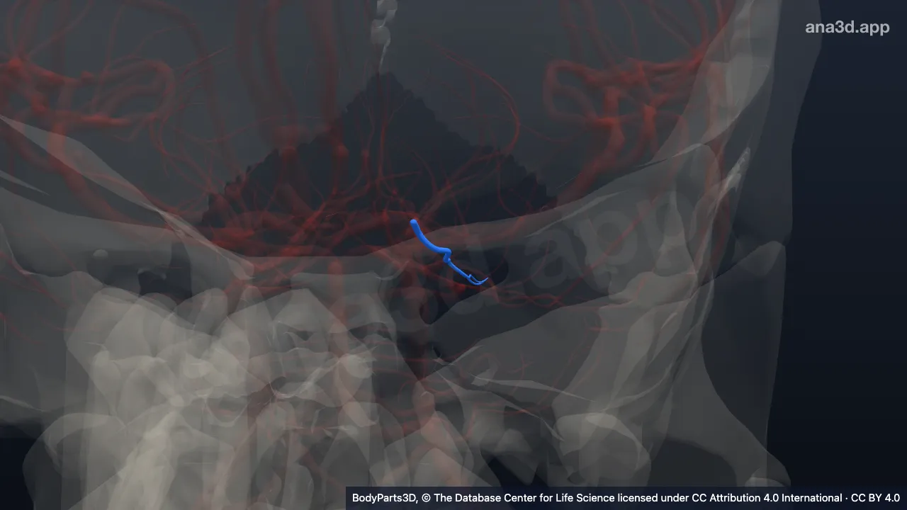 Modelo 3D: Rama temporal media de la arteria occipital lateral izquierda