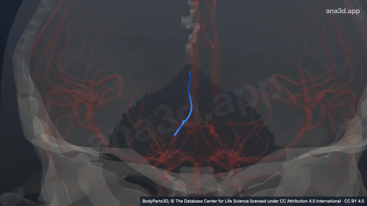 3D model: right splenial artery