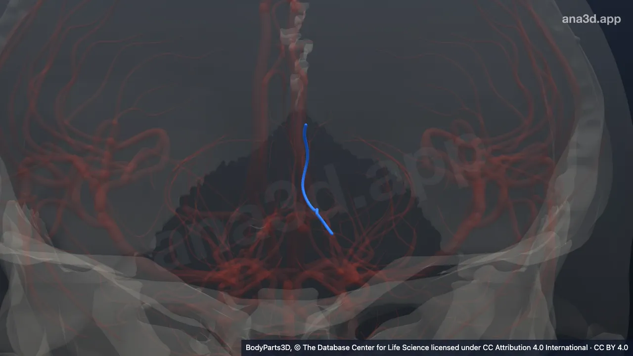 3D model: left splenial artery
