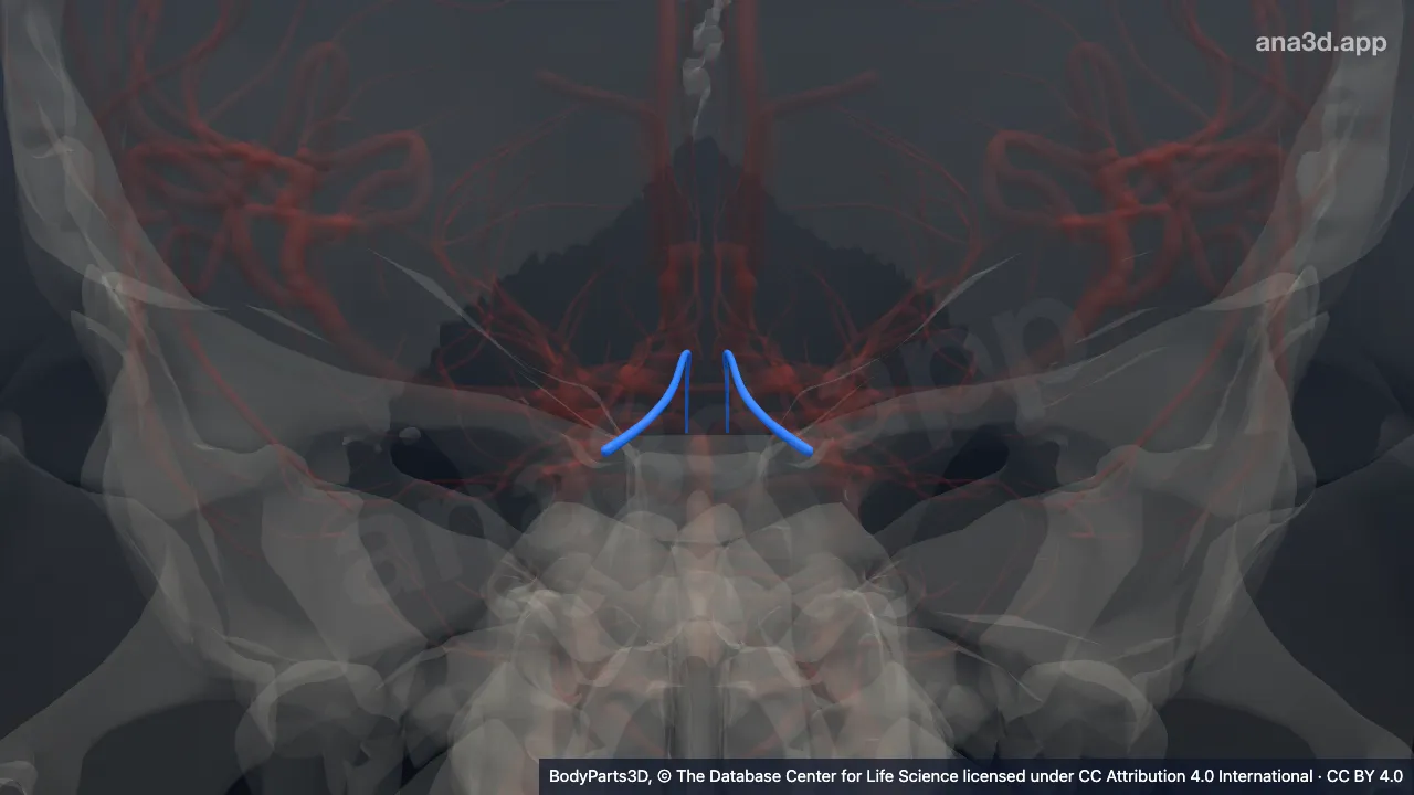 3D model: branch of medial branch of superior cerebellar artery