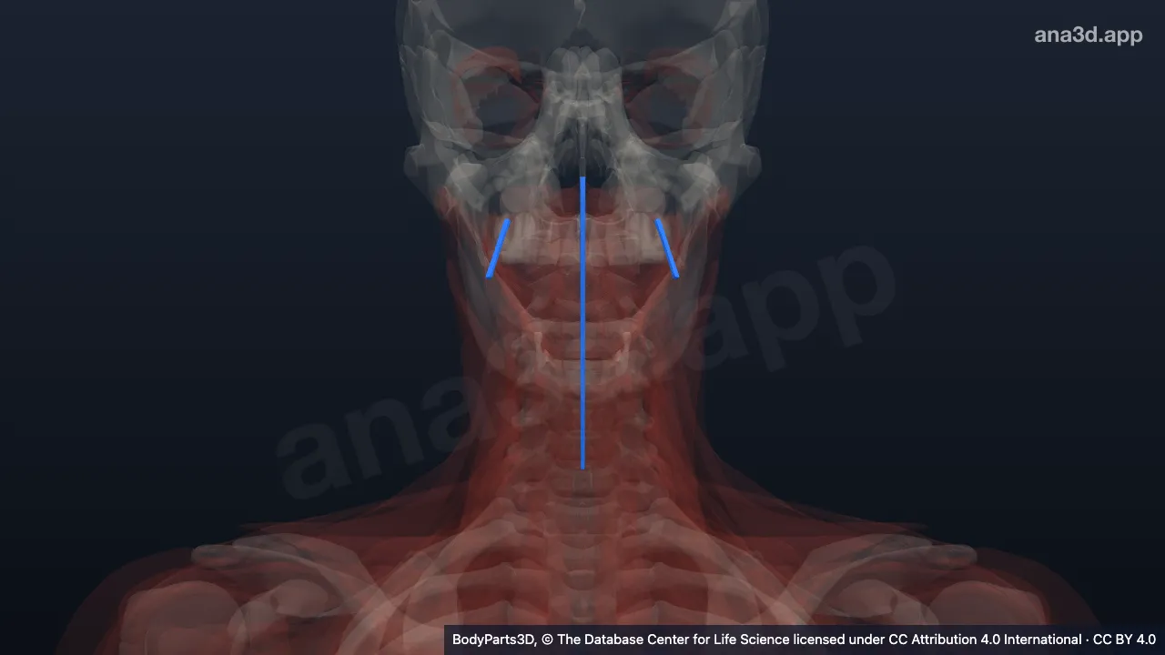 3D model: anatomical boundary entity