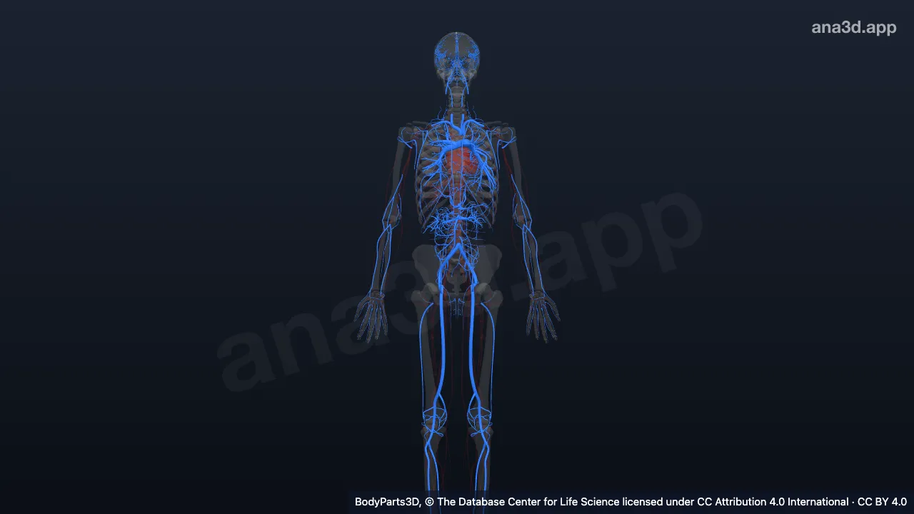 3D-Modell: Arterie