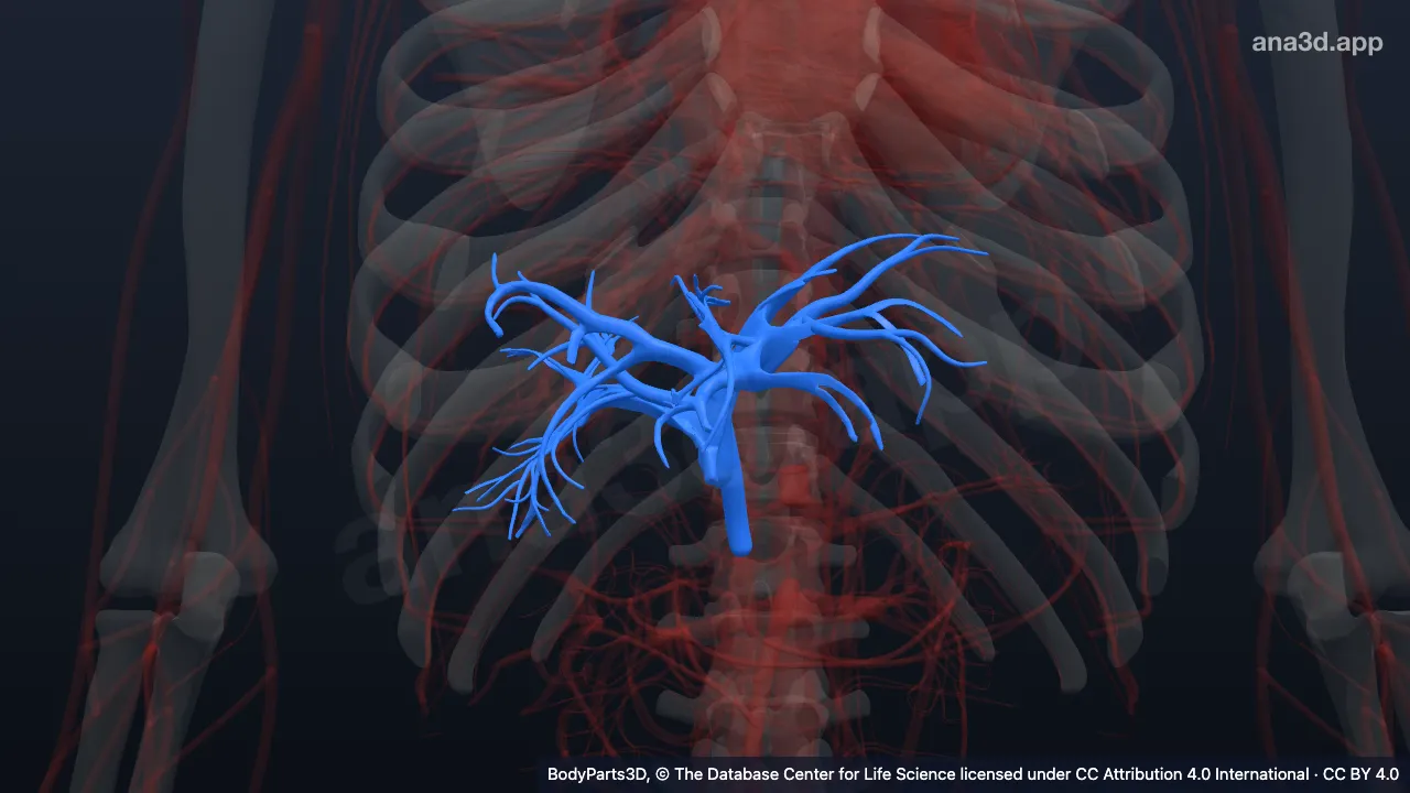 3D model: hepatic portal vein