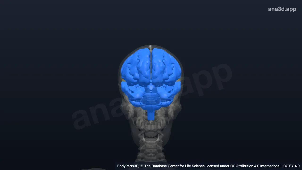 3D model: brain