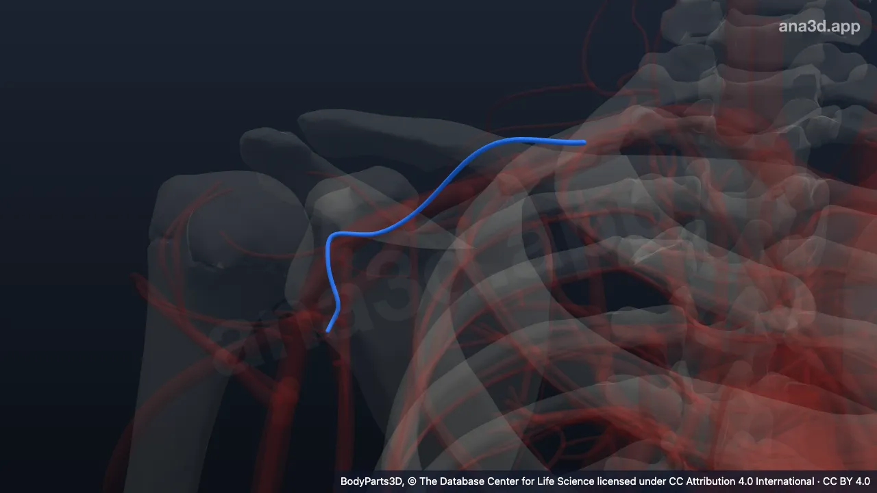 3D-Modell: Rechte Vena suprascapularis