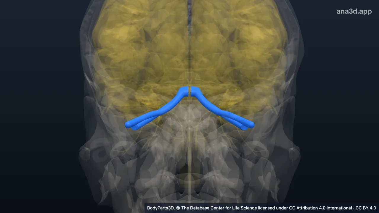 3D model: optic nerve