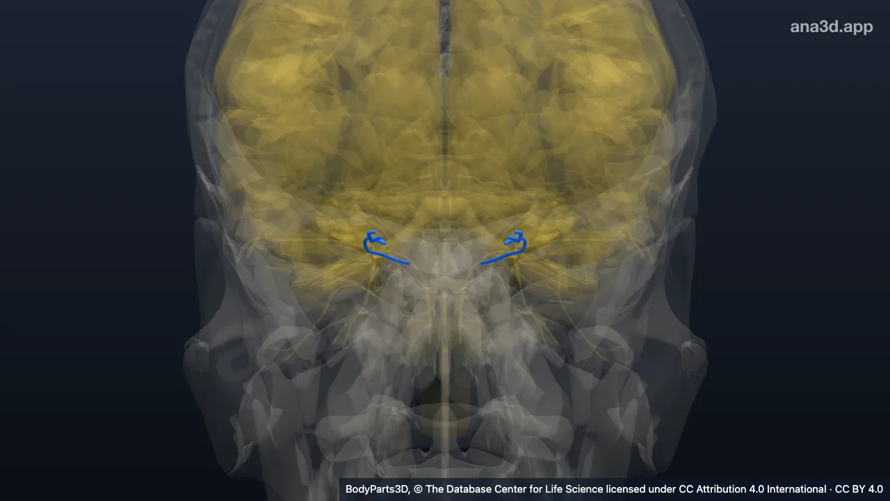 3D model: trochlear nerve