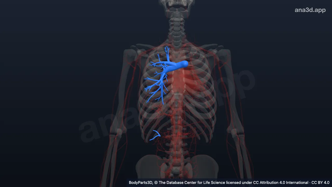 Model 3D: Arteri pulmonalis kanan
