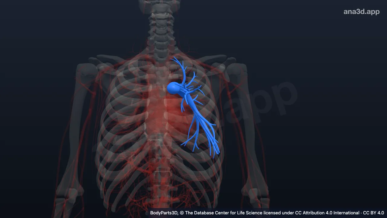 3D model: left pulmonary artery