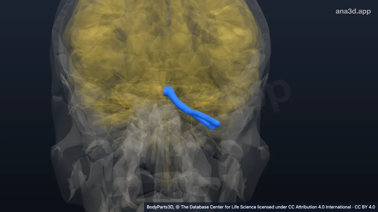 3D model: left optic nerve