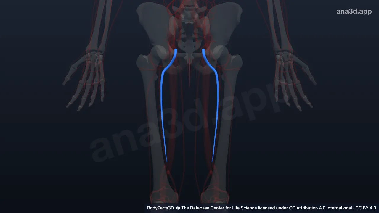 3D-Modell: Vena profunda femoris