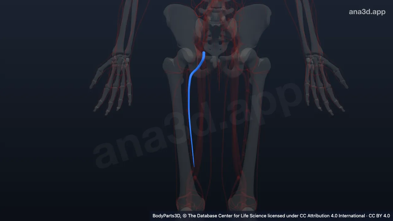 3D model: right deep femoral vein