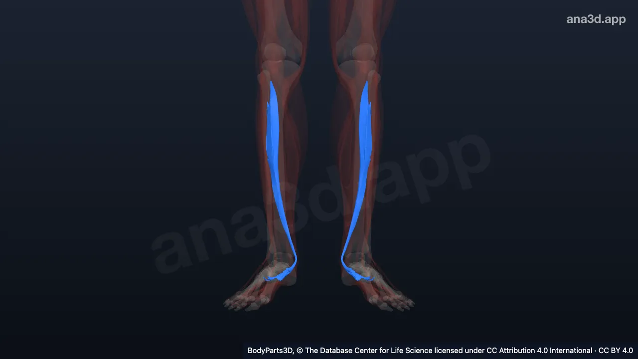 3D model: tibialis posterior