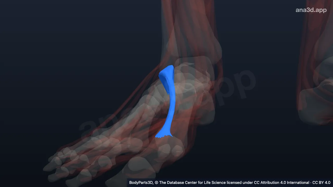 3D model: right extensor hallucis brevis