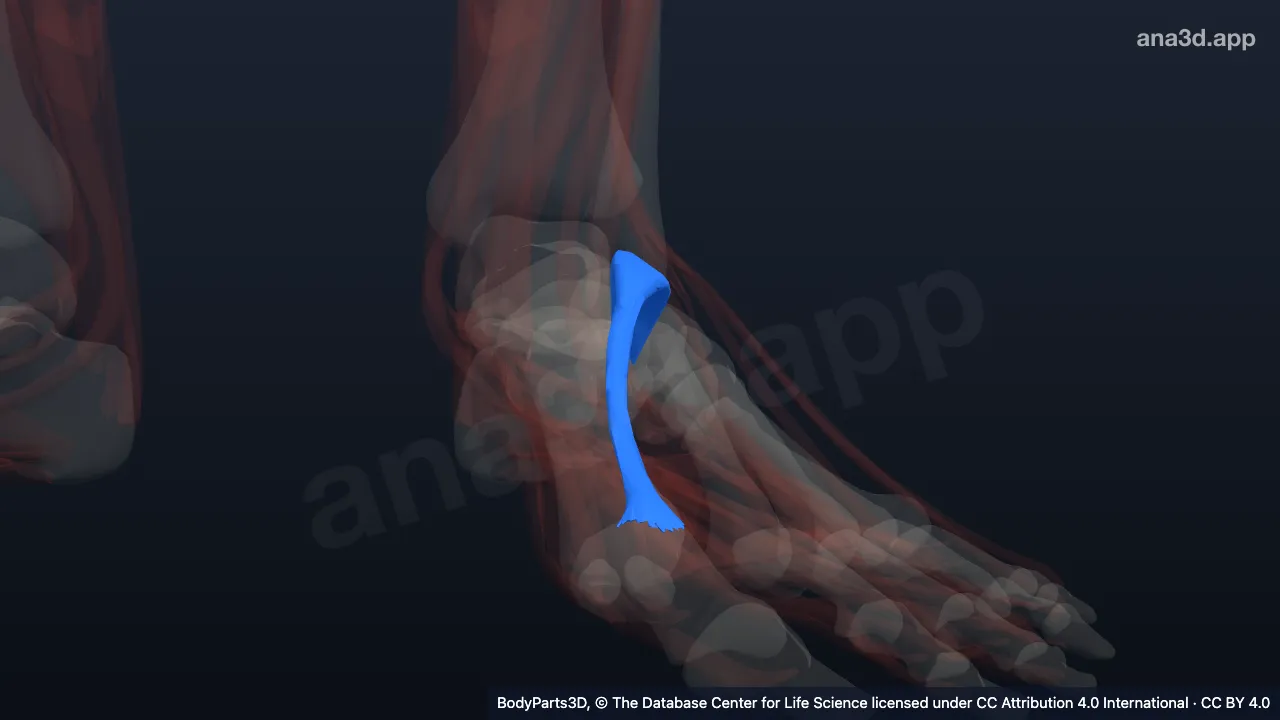 3D model: left extensor hallucis brevis
